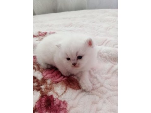 British shorthair yavrularımız sahiplendirmeye hazır