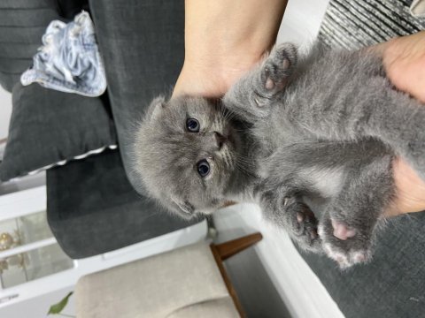 55 günlük scottish fold bebekler