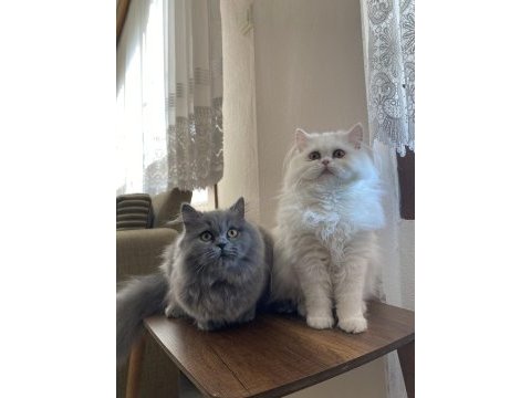 Kızlarımızı çiftleştirmek için erkek arıyorum