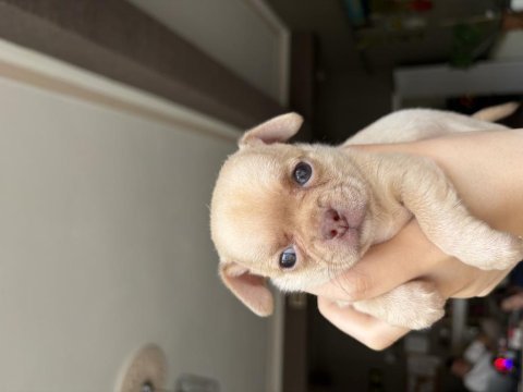 1.5 aylık orijinal chihuahua yavruları
