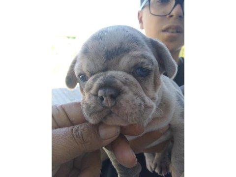 Fransız bulldog sahiplendirilecektir