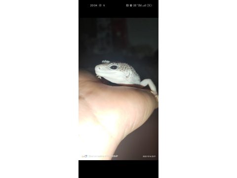 Gecko beyaz ve leopar desenli