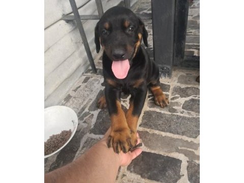 Orijinal estetikli ve estetiksiz doberman yavrular