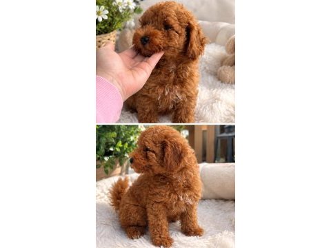 Toy poodle yavrumuz yeni ailesini arıyor