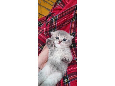 Scottish fold ve british yavru kediler