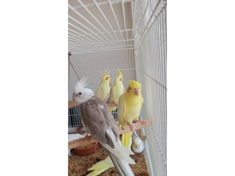 45 günlük evcil ele kola alışkın sultan papağanlar