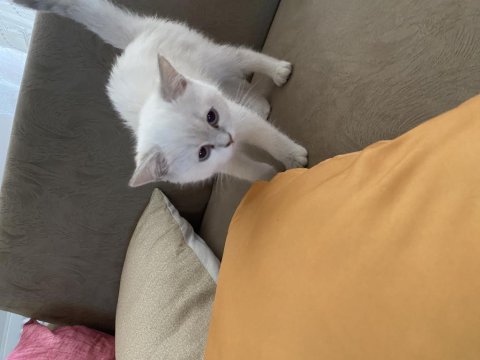 British shorthair bluepoint bebeğimiz