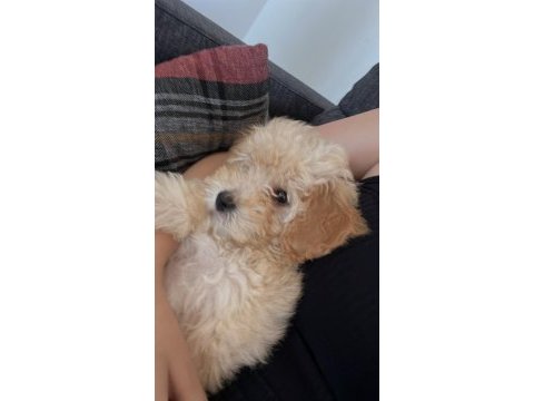 2.5 aylık maltipoo