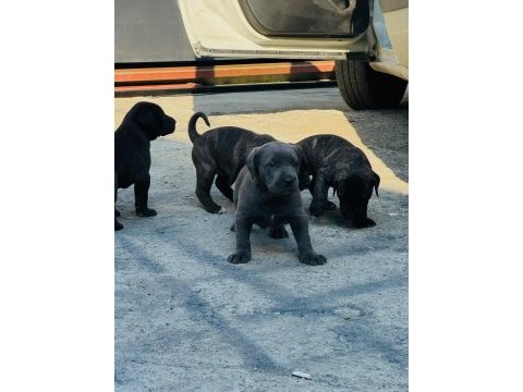 30 günlük cane corso yavrularımız