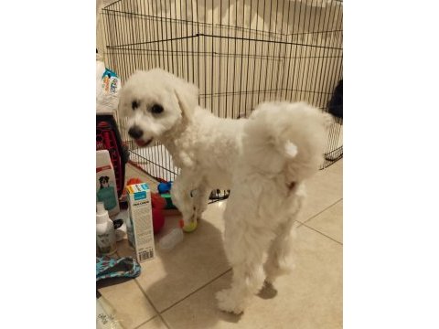 14 aylık eğitimli maltese terrier ölü fiyatta