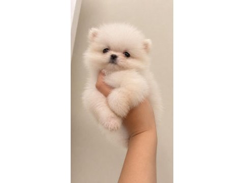 Teacup kore pomeranian 