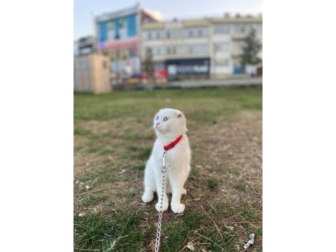 Sevimli scottish fold