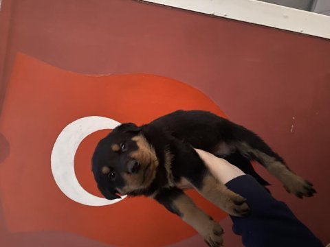 40 günlük koca kafa rottweiler yavrular