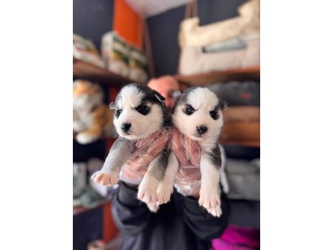 Masmavi gözleriyle husky sibirya kurdu yavrularımız