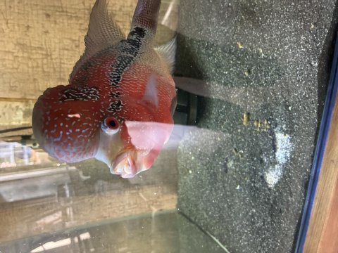 5 yaşlarında 10 cm ya da daha fazla büyüklükte flowerhorn