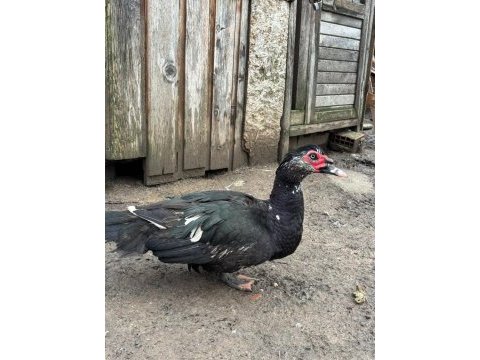 Damızlık amerikan pekin ördeği