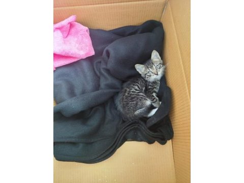 Antalya merkez annesi yok yyavru tekir kedi