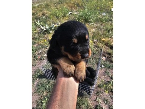 Üst sekmen rottweiler dişi erkek yavrular