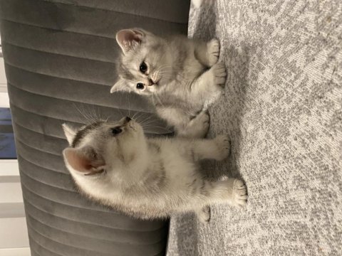 Sevimli british shorthair kediler