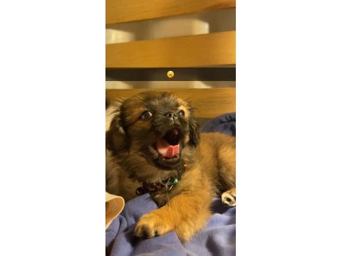 Sisi pekinez köpeği