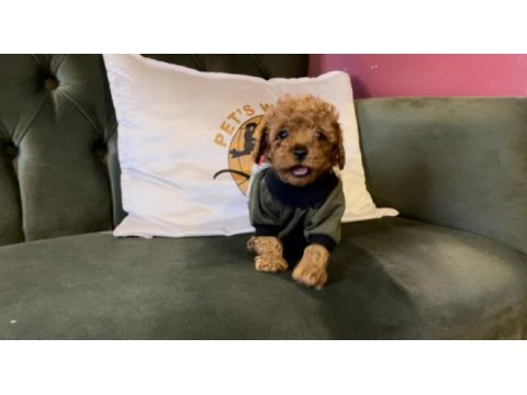 Toy poodle yavrularımız