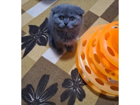 Scottish fold minnoşum