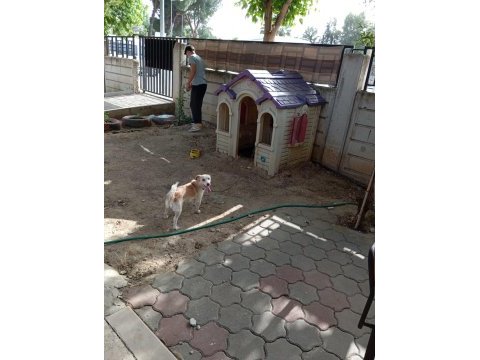 2 yaşında dişi köpeğimiz yuvasını arıyor