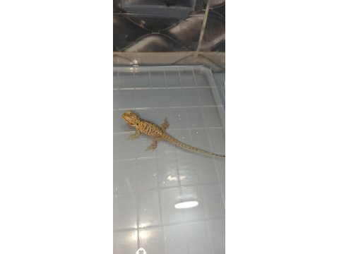 Silkback sakallı ejder (nadir morph)