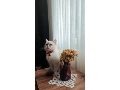 Uslu güzeller güzeli british shorthair kızımız