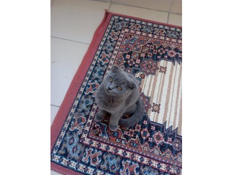 Scottish fold yavru