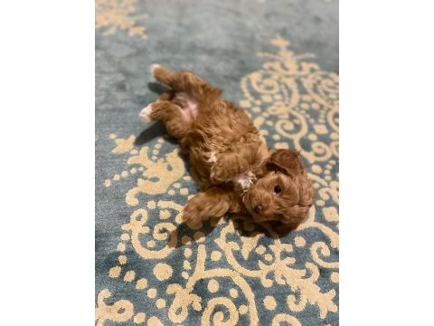 Maltipoo yavrularımız hazırdır