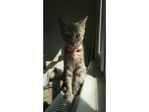 4 aylık sokağa atılmış yavru kedimize yuva arıyorum tekir