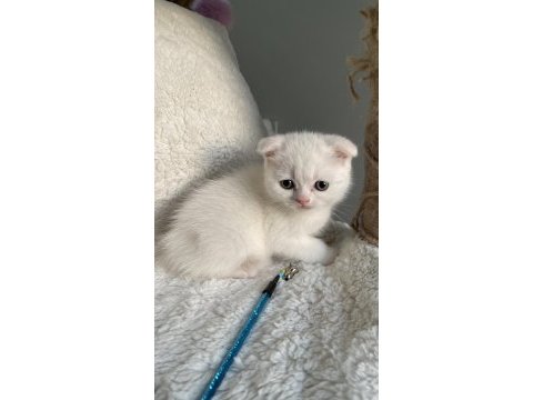 İyi huylu scottish fold