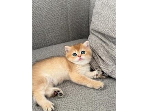 British shorthair golden bebekler