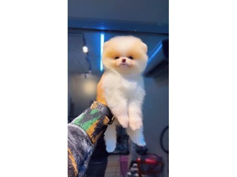 Pomeranian boo köpeğimiz