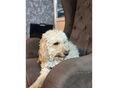 Oyuncu ilgi bağımlısı poodle