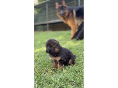 Orjinal alman kurdu köpeği