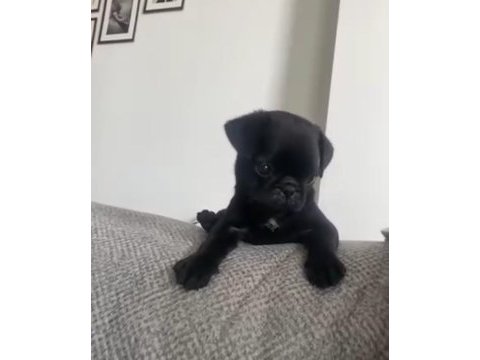 Pug yavruları