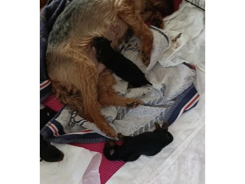 10 temmuz doğumlu orjinal yorkshire terrier yavruları