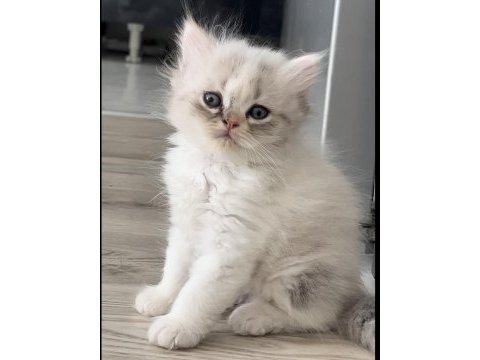 Silver point minnoş british shorthair kızçem