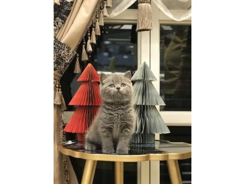 Brıtısh shorthair gri yavrularım teslime hazır