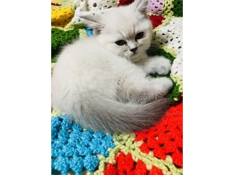 British shorthair