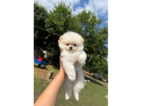 Yavru pomeranian boolarımız