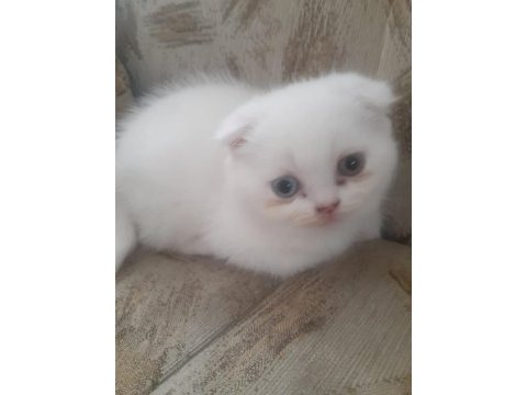 Beyaz scottish fold