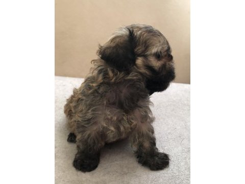 Mama karşılığı sahiplendirilecek shih tzu