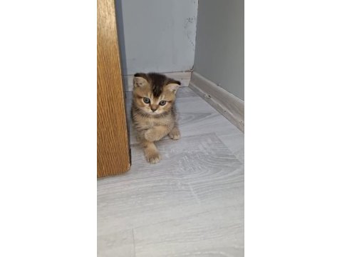 Black golden bebek kedimiz teslime hazır