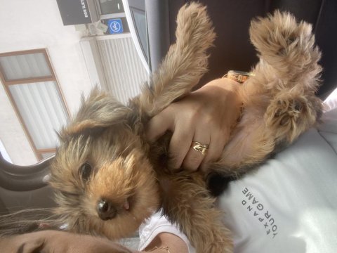 Dişi gold küt burun yorkshire terrier