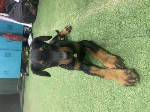 3 aylık doberman eğitimli karneli