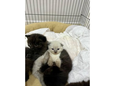 Bluepoint scottish fold ve straight bebekler rezerveye açık