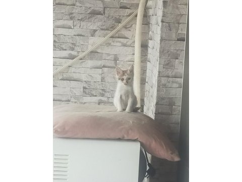 Kediyi kollayacak merhametli birisini arıyorum